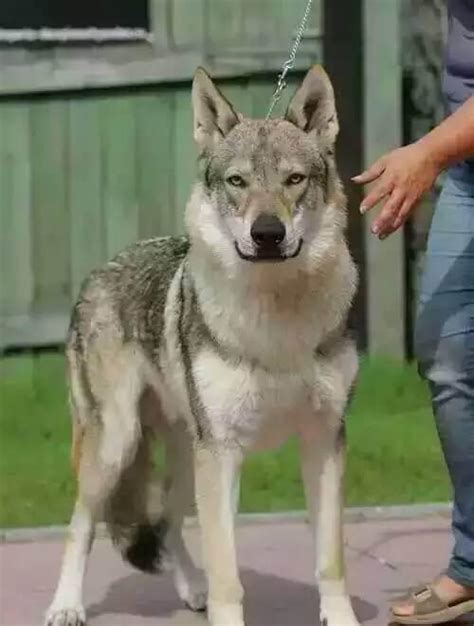 狼犬品種|狼犬